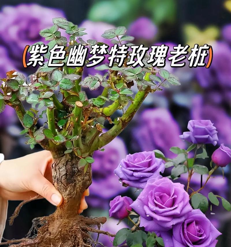 紫色玫瑰的花语是什么品种？紫色玫瑰代表了什么？