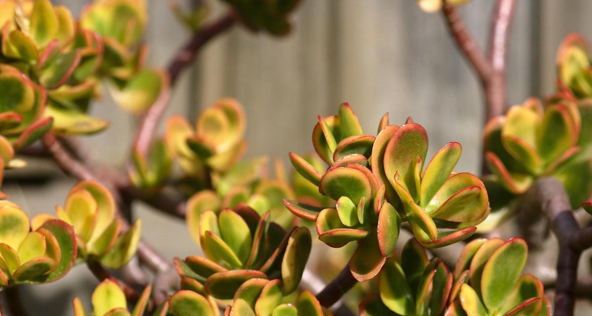 绿植玉树的花语有何特别之处？