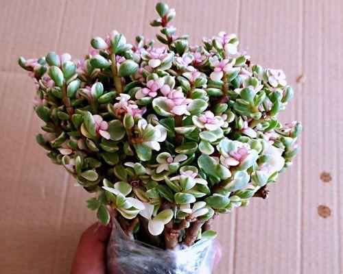 绿植玉树的花语有何特别之处？