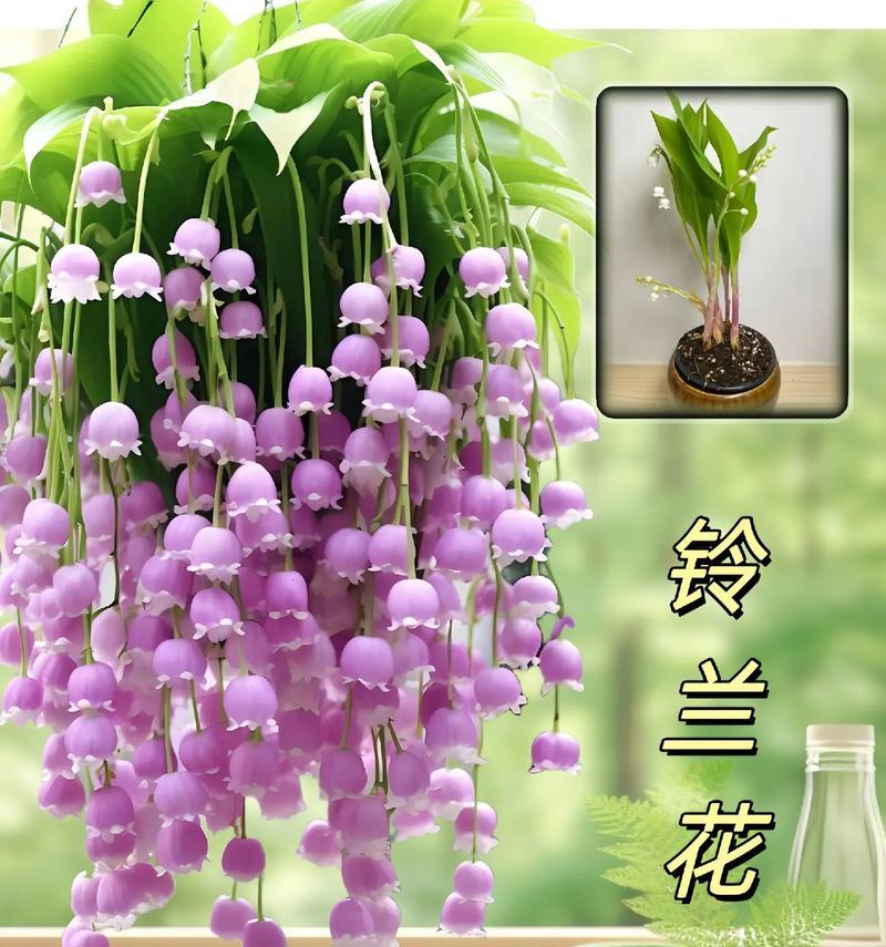“很幸运与你相遇”花语代表什么？