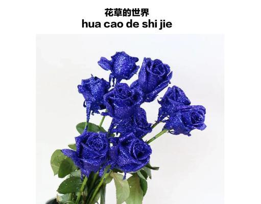 99朵极光玫瑰代表什么含义？花语有何特别之处？