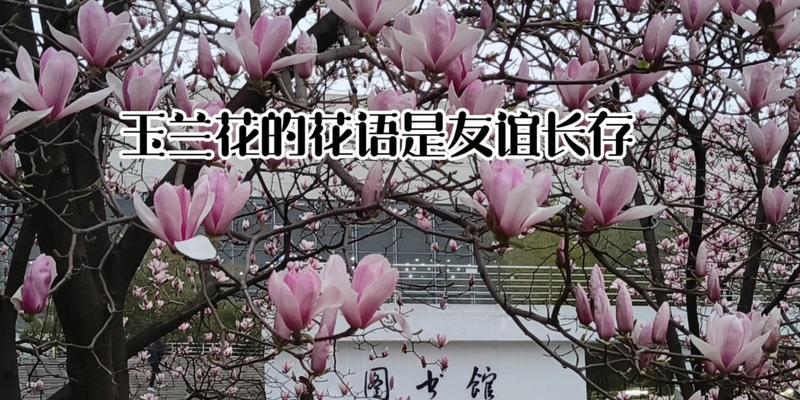 亲人和友情的花语有哪些？