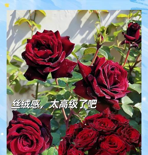 玫瑰花的象征意义是什么？它的花语有哪些？