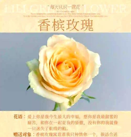 玫瑰花的象征意义是什么？它的花语有哪些？
