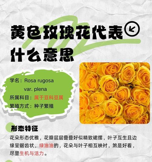 表白玫瑰花含义是什么？送玫瑰花有哪些特别的含义？
