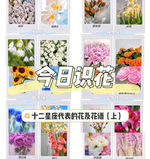 理性智慧的花语有何深意？