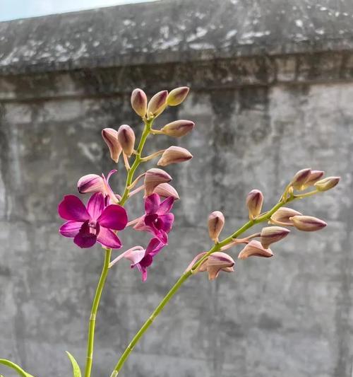 迎春石斛的花语是什么意思？它在花语中象征着什么？