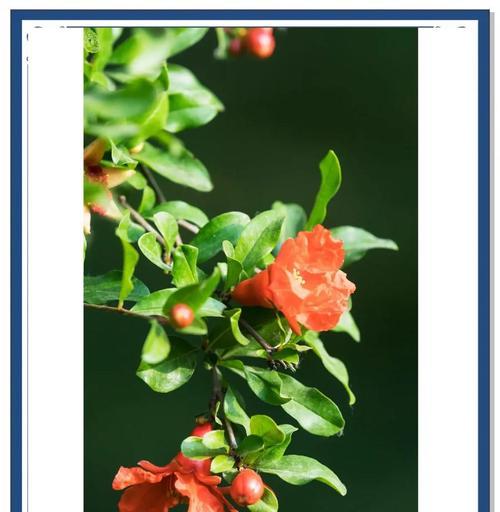 最经典的三种花语是什么？三种花的普遍象征意义？