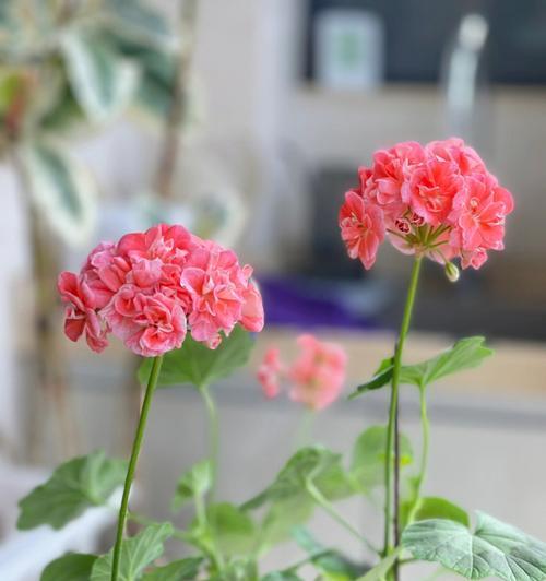 典雅芙蕾花语代表什么含义？