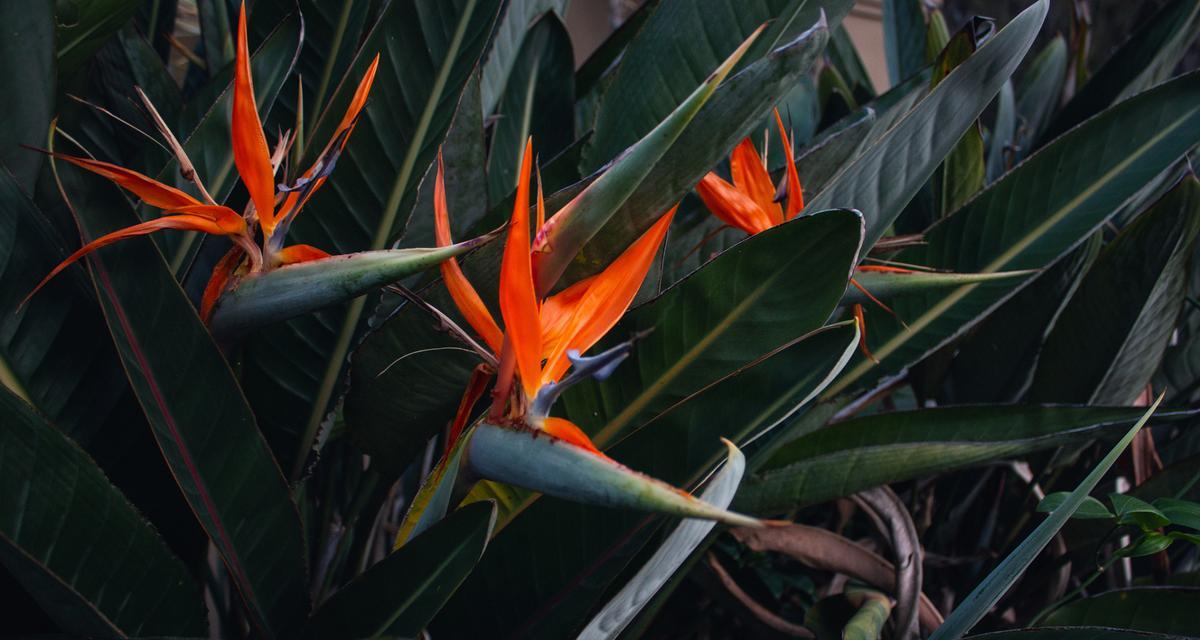 典雅芙蕾花语代表什么含义？