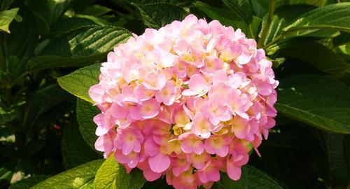 洋芋不是花为什么有花语？花语的起源是什么？