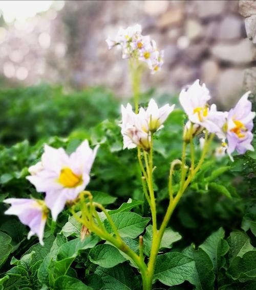 洋芋不是花为什么有花语？花语的起源是什么？