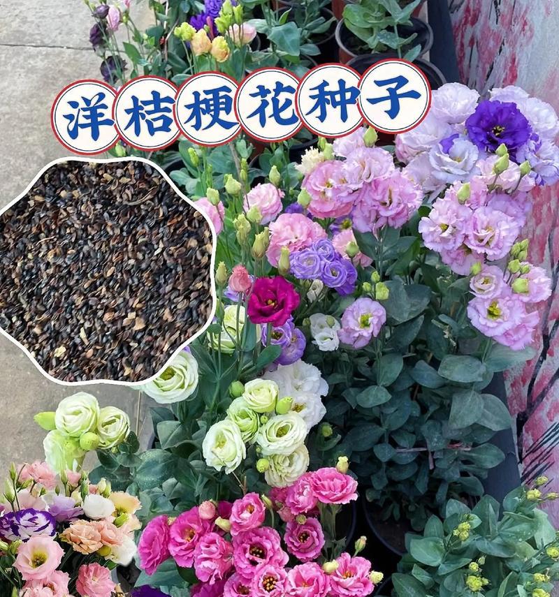 洋芋不是花为什么有花语？花语的起源是什么？