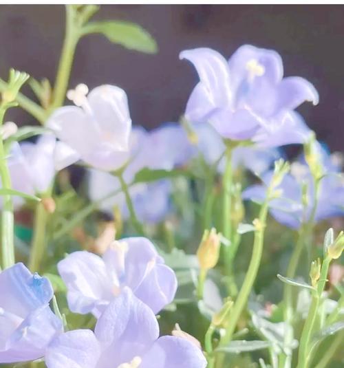 梦幻草的花语是什么？梦幻草在花语中有什么特别含义？