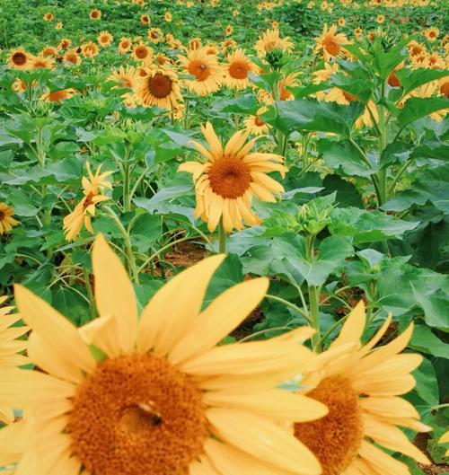梦幻草的花语是什么？梦幻草在花语中有什么特别含义？