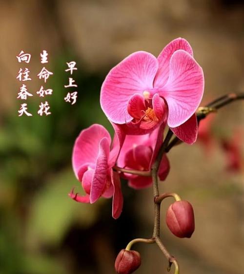 2月24日的花语有何特殊含义？