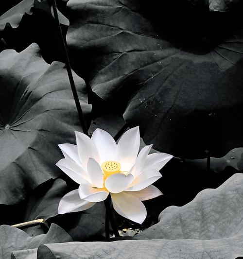 荷花的花语是什么？它象征着什么？