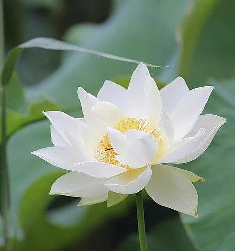 荷花的花语是什么？它象征着什么？