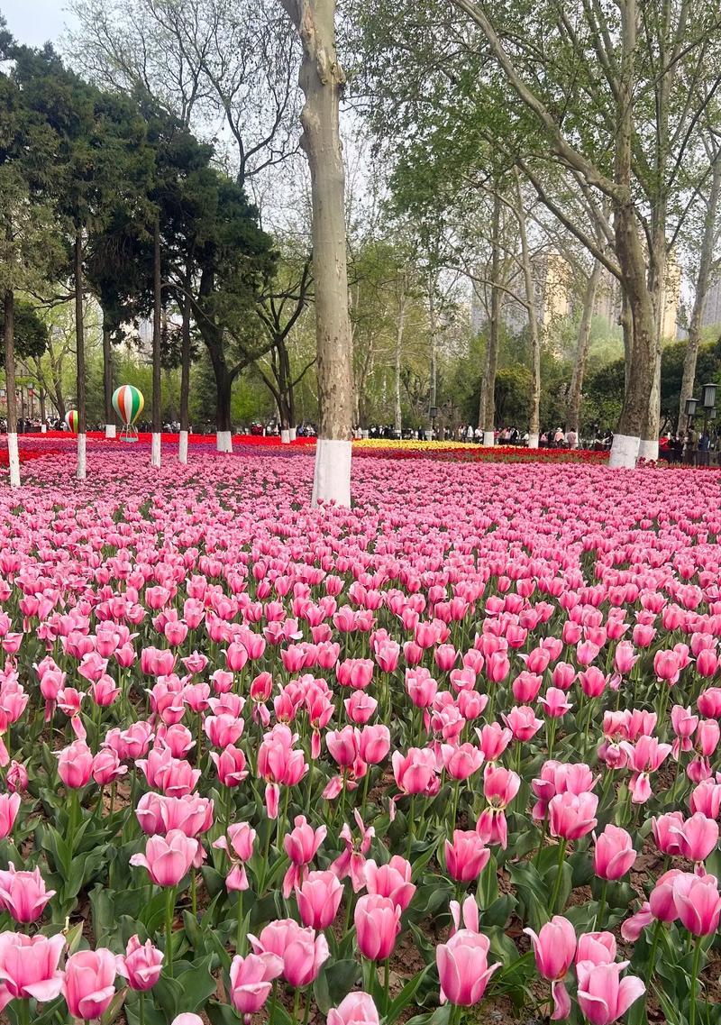 花语探索的花是什么花啊？比较苦情的花语又是什么？