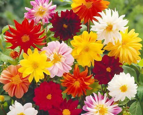 花语探索的花是什么花啊？比较苦情的花语又是什么？