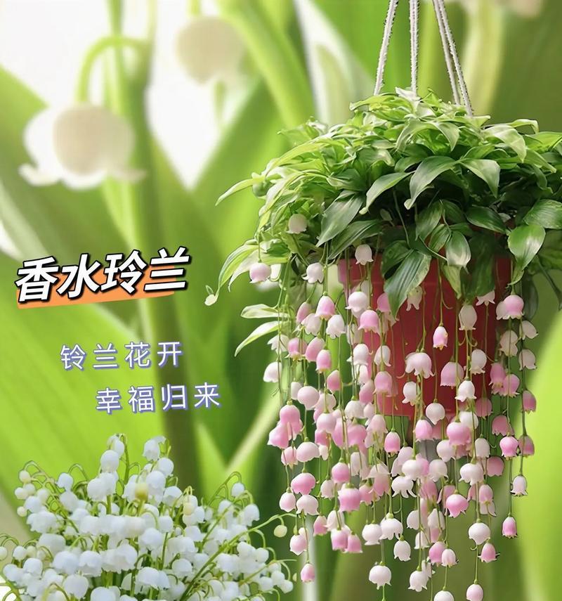 铃兰花语与星座有何关联？代表星座的铃兰花是什么？
