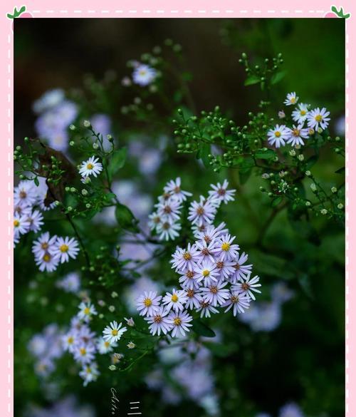 九月紫苑的花语是什么？它代表了什么？