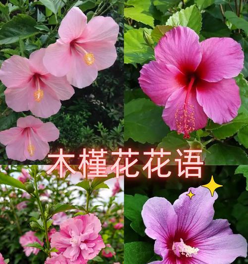 哪种花语象征着一切顺利？