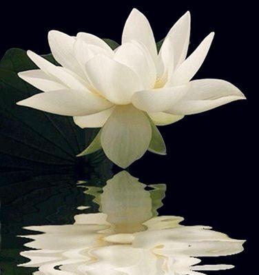 挣扎的爱的花语是什么？哪种花语表达了挣扎的爱？
