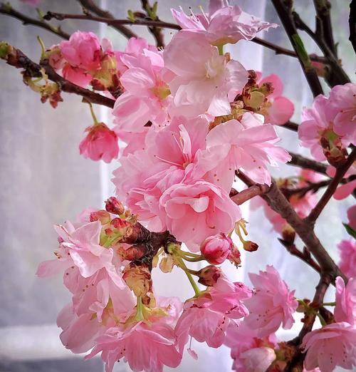 花语缤纷的含义是什么？