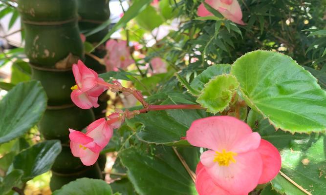 花语满天飞花语是什么？这种花语有何独特之处？