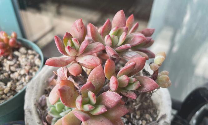 花语满天飞花语是什么？这种花语有何独特之处？