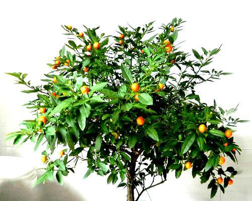 花语笔记第3集内容是什么？有何特别之处？