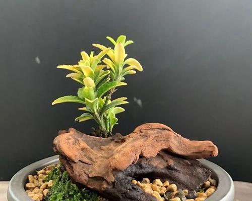花语笔记第3集内容是什么？有何特别之处？
