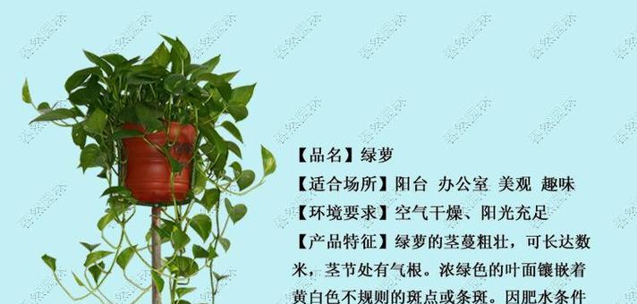 炙烈的爱花语代表了哪种情感？