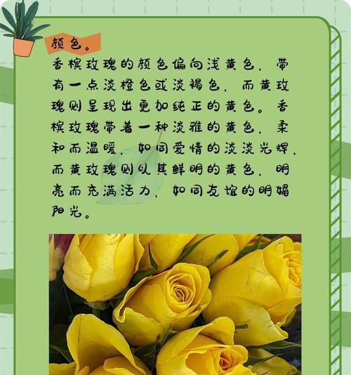 名扬玫瑰的花语有哪些特别之处？