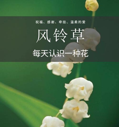 秘密花语中的惊喜含义是什么？