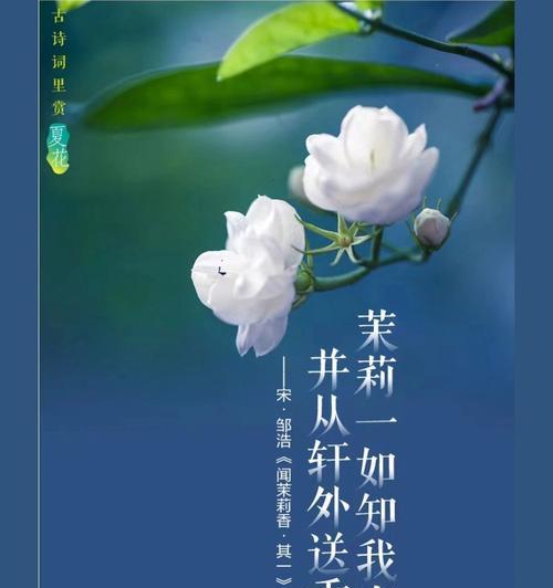 送父亲茉莉花代表什么含义？