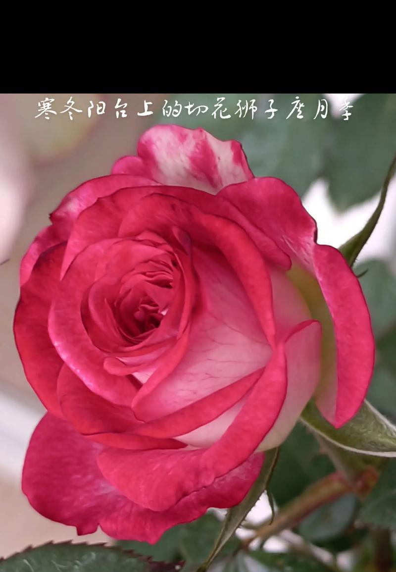12朵花各自代表什么花语？