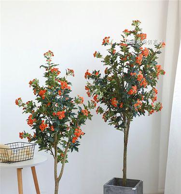 长生花的花语含义是什么？