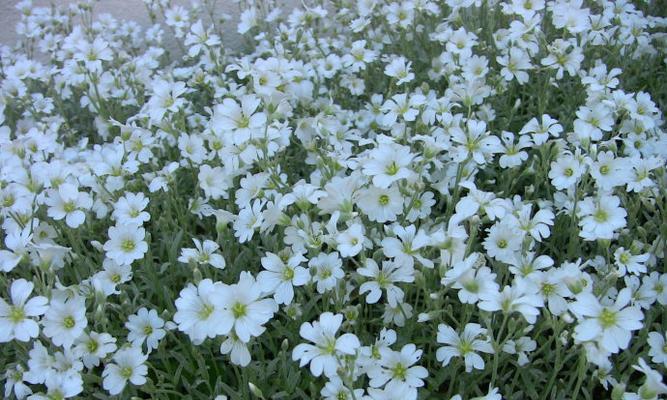 绒毛花的花语和寓意有何不同？绒毛花象征着什么？