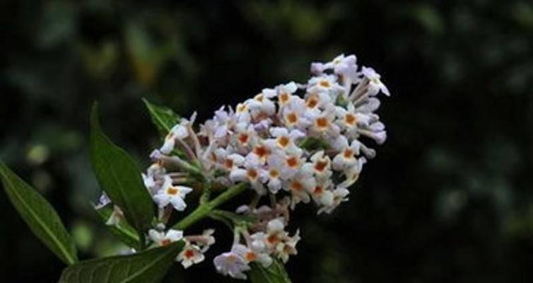 绒毛花的花语和寓意有何不同？绒毛花象征着什么？