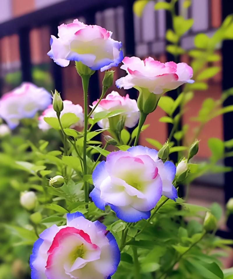什么花的花语是手慢无？如何用花语表达紧迫感？
