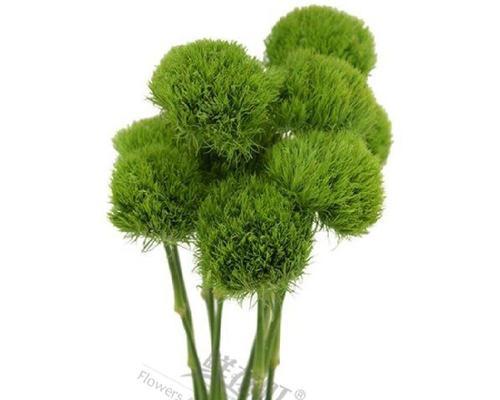 开花绿毛球的花语和寓意是什么？