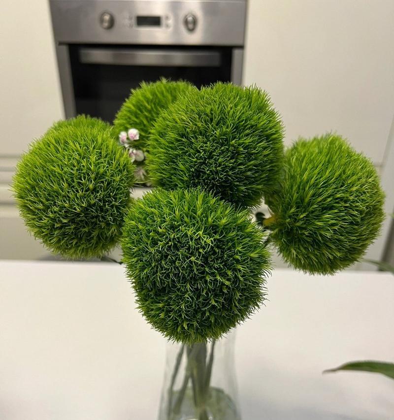 开花绿毛球的花语和寓意是什么？