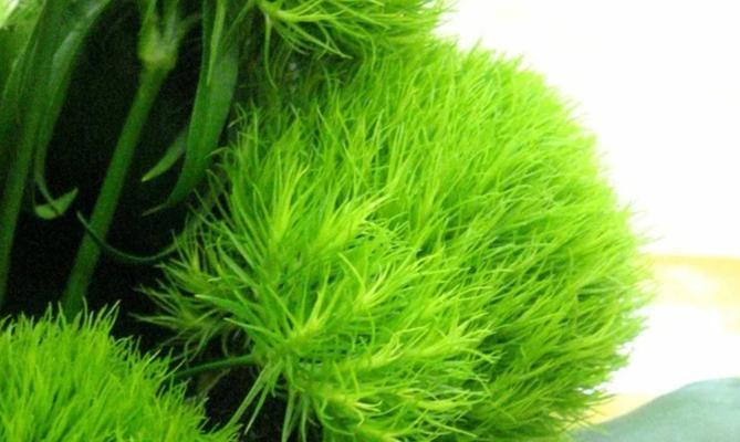 开花绿毛球的花语和寓意是什么？