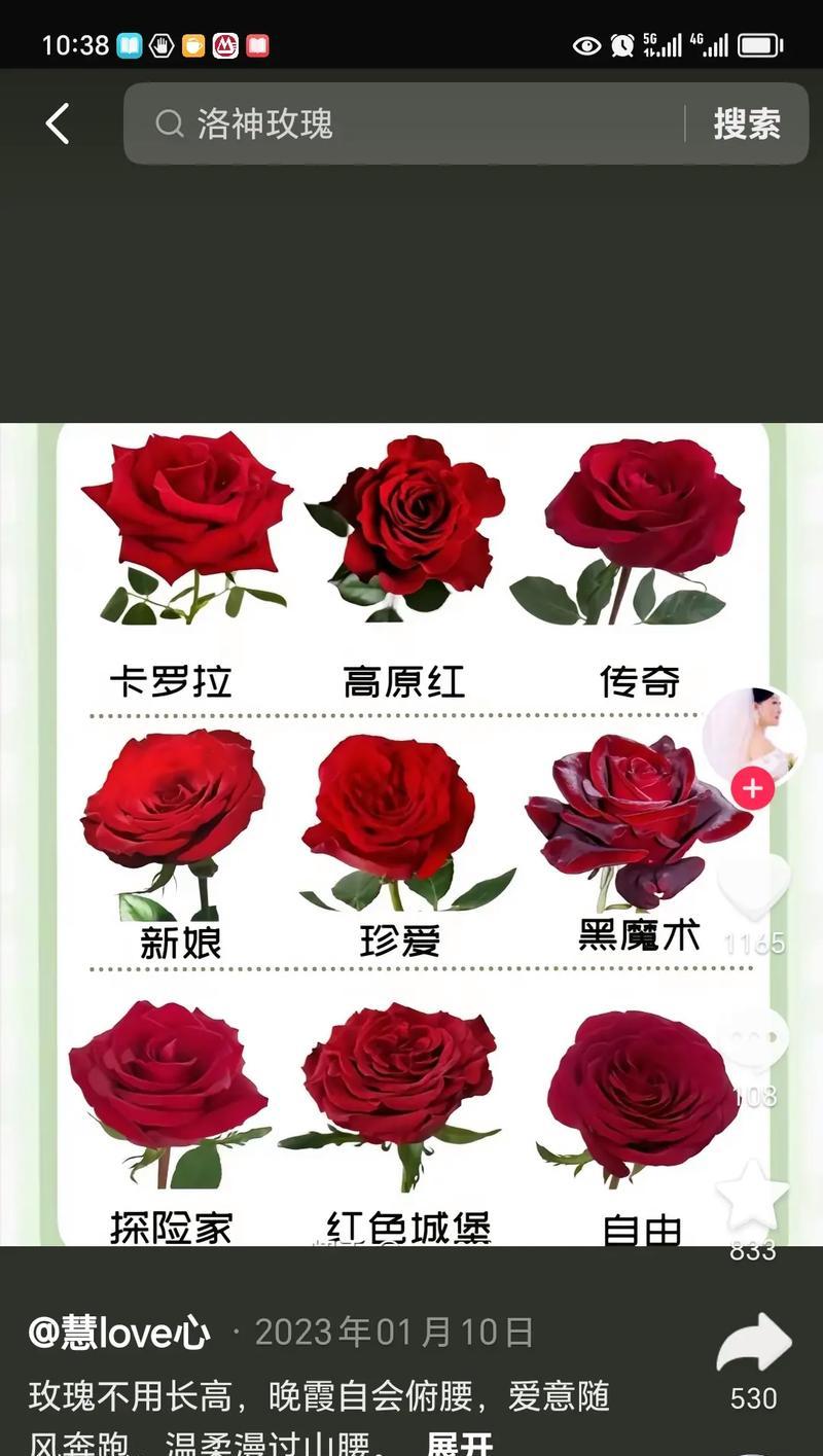19朵玫瑰花的花语是什么含义？