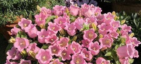 泉州花语代表了什么？