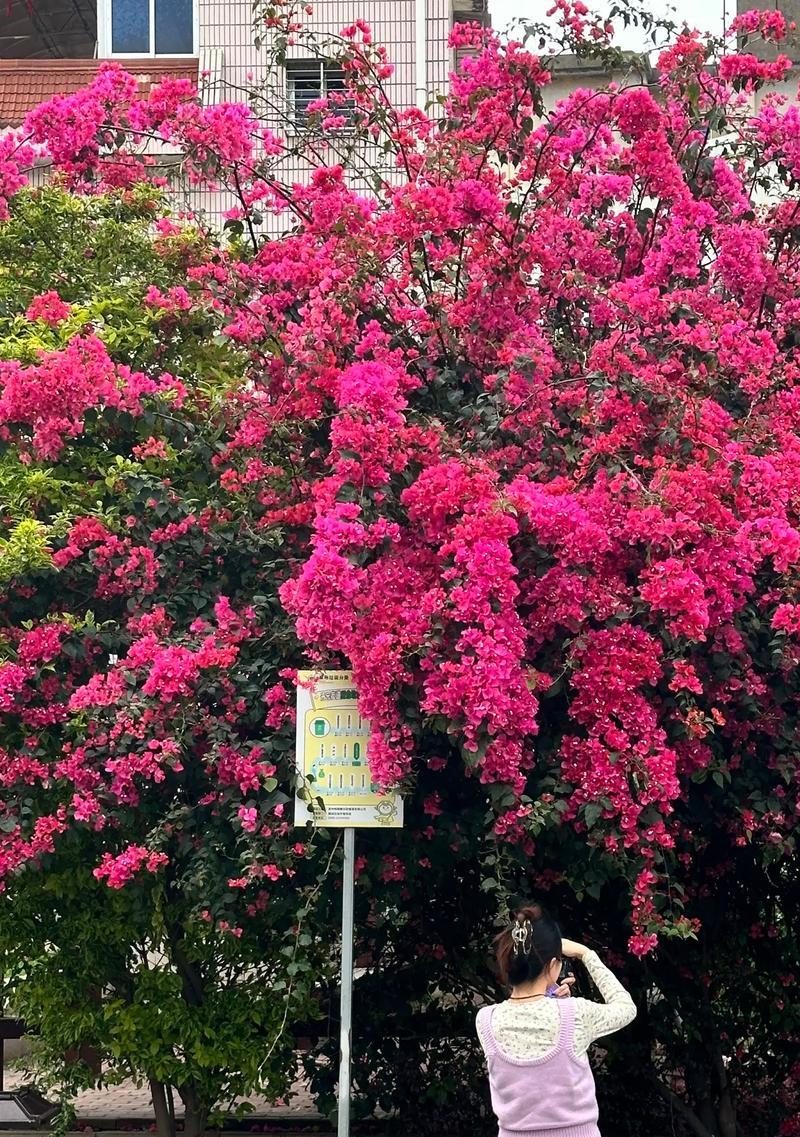 泉州花语代表了什么？