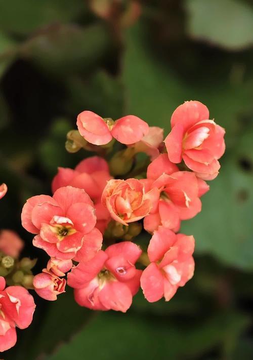 网红长寿花的花语是什么意思？它传递了什么信息？