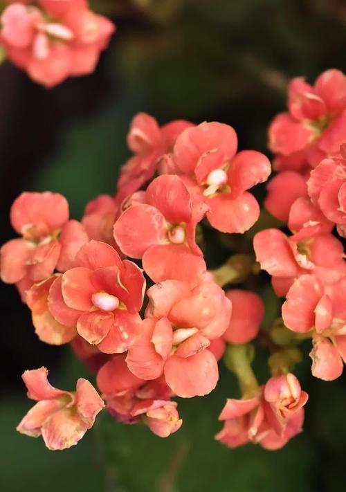 网红长寿花的花语是什么意思？它传递了什么信息？